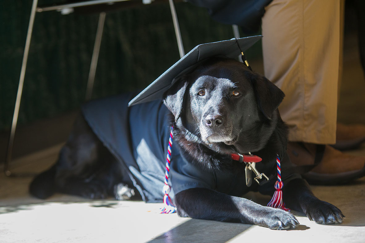 dog at graduation