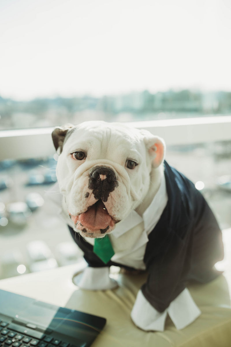 Jerry the Bulldog