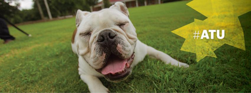 Jerry the Bulldog