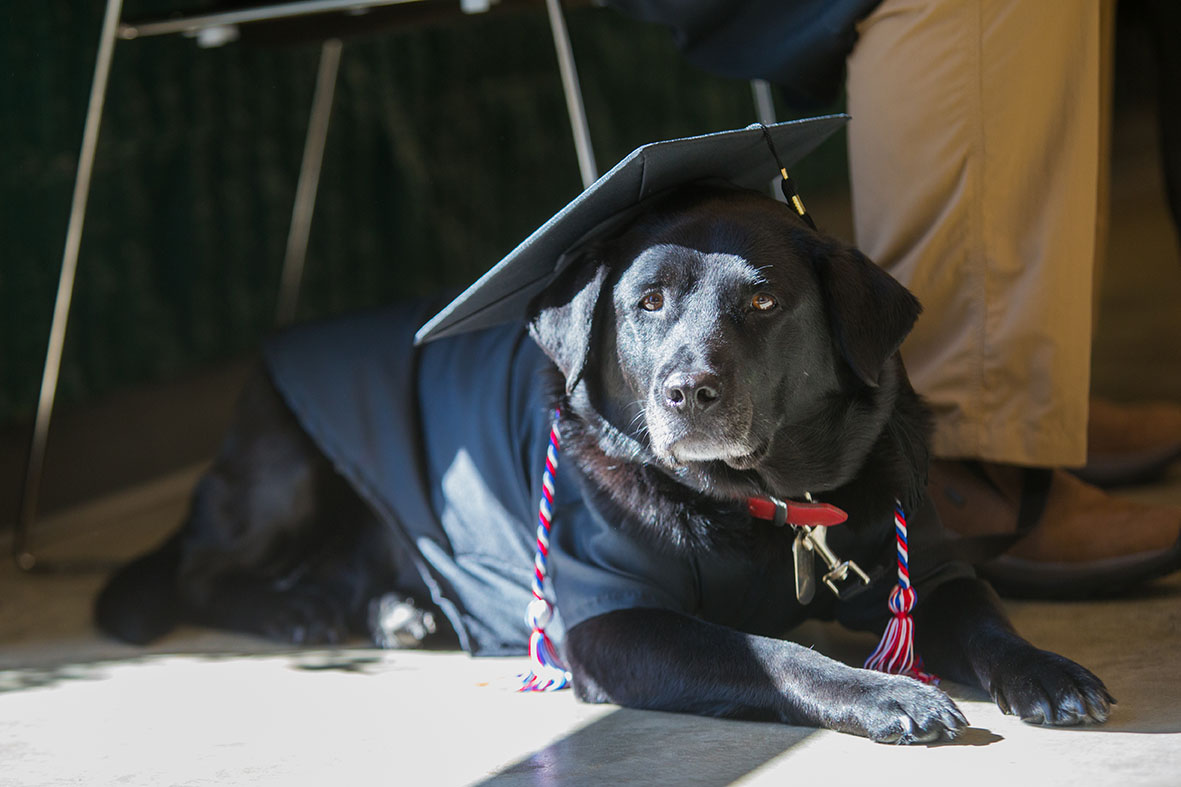 DOG GRADUATING